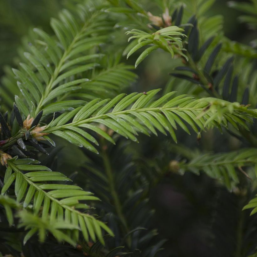 Taxus baccata - Venijnboom (Blad)