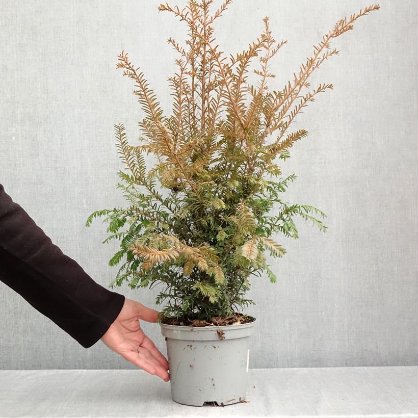 Exemplaar van Taxus baccata - Venijnboom Pot van 2 l/3 l zoals geleverd in de herfst