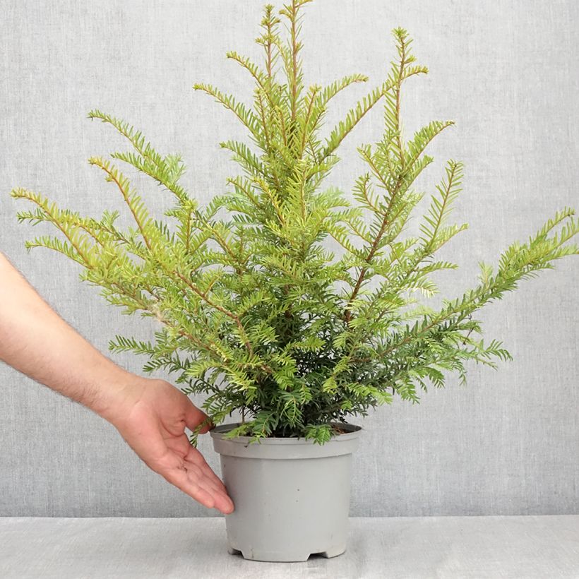 Exemplaar van Taxus baccata - Venijnboom Pot van 2 l/3 l zoals geleverd in de zomer