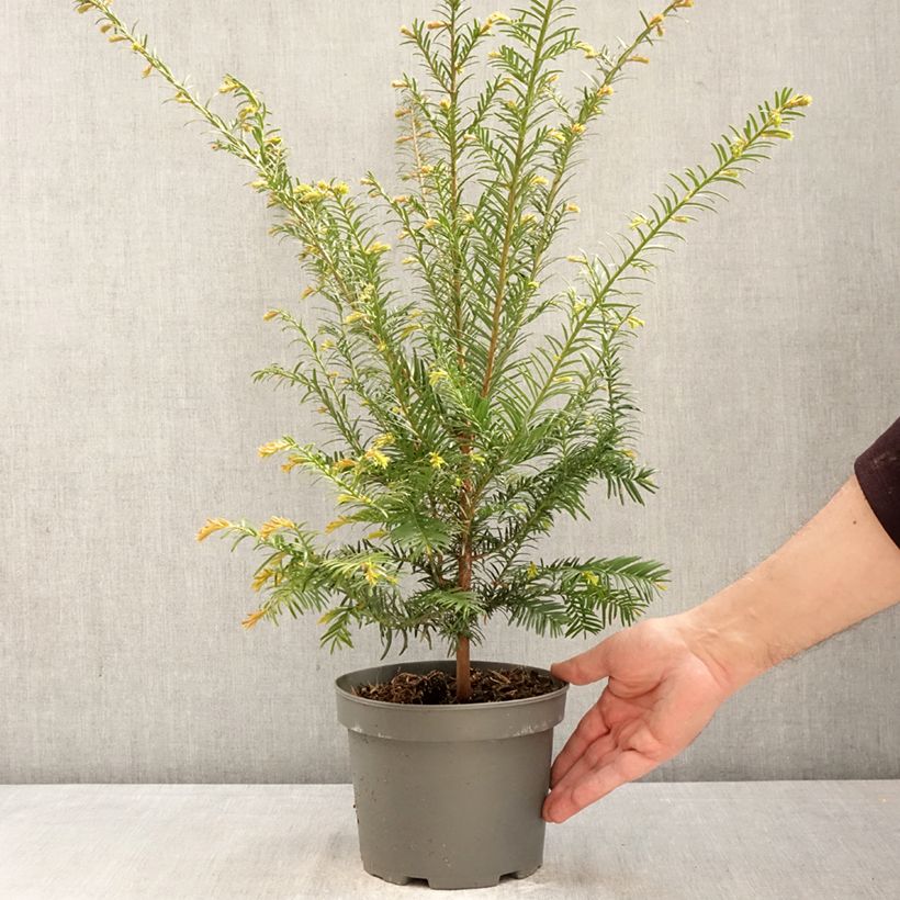 Exemplaar van Taxus baccata - Venijnboom Pot van 2 l/3 l zoals geleverd in de lente