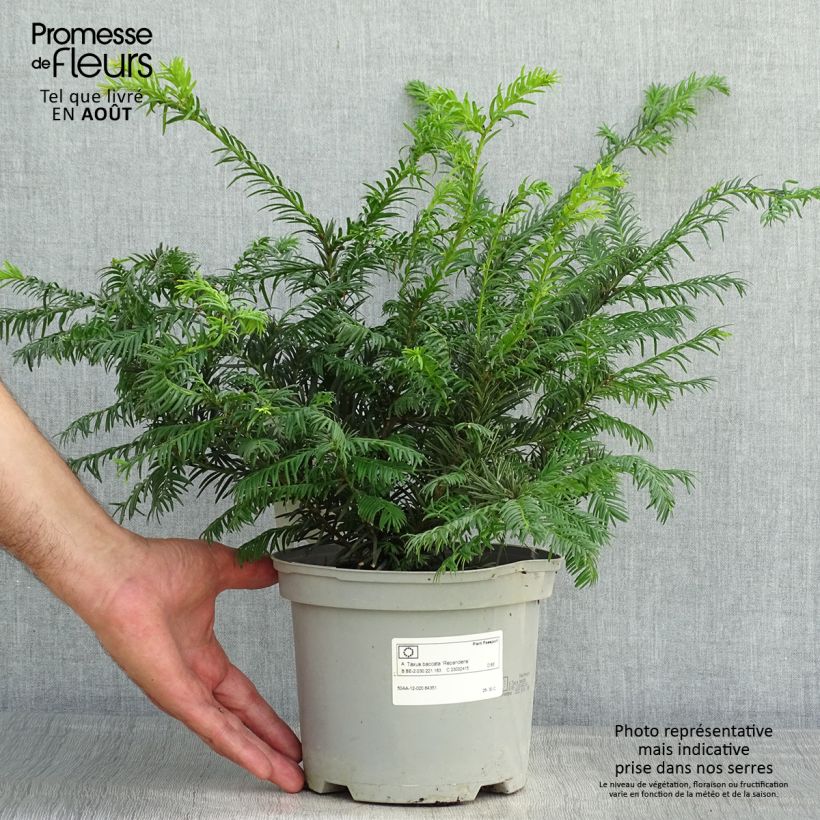 Exemplaar van Taxus baccata Repandens - Venijnboom Pot van 2 l/3 l zoals geleverd in de zomer