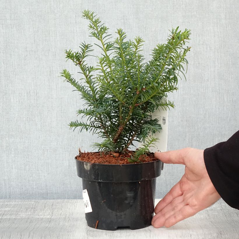Exemplaar van Taxus baccata Summergold - If commun doré Pot de 2L/3L zoals geleverd in de herfst