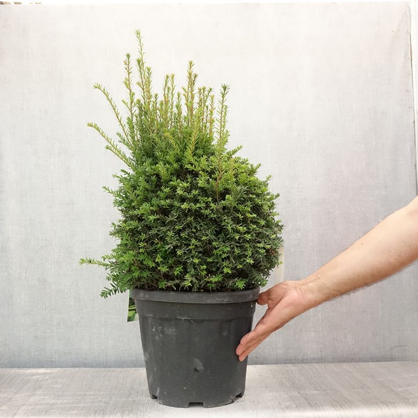 Exemplaar van Taxus baccata - Venijnboom in bolvorm Pot van 7,5 l/10 l, Bolboom zoals geleverd in de zomer