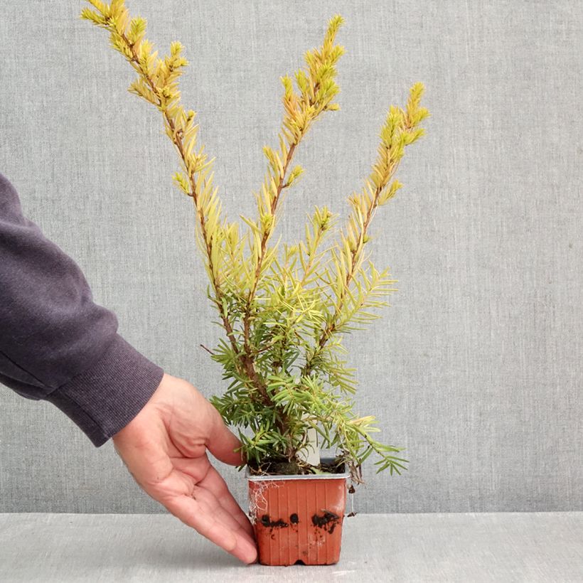Exemplaar van Taxus media Densiformis - Venijnboom Kweekpotje van 8/9 cm zoals geleverd in de herfst