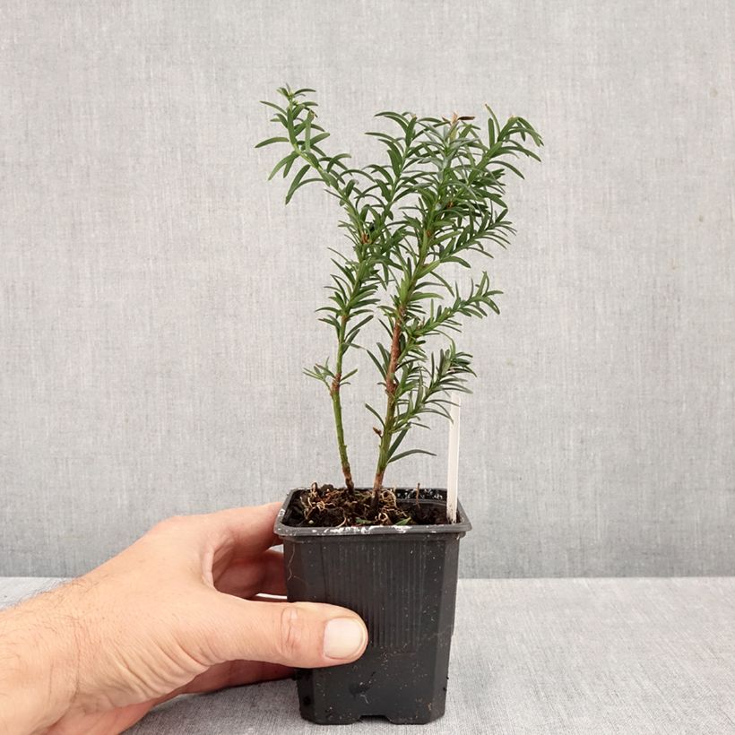 Exemplaar van Taxus media Hillii - Venijnboom Kweekpotje van 8/9 cm zoals geleverd in de herfst