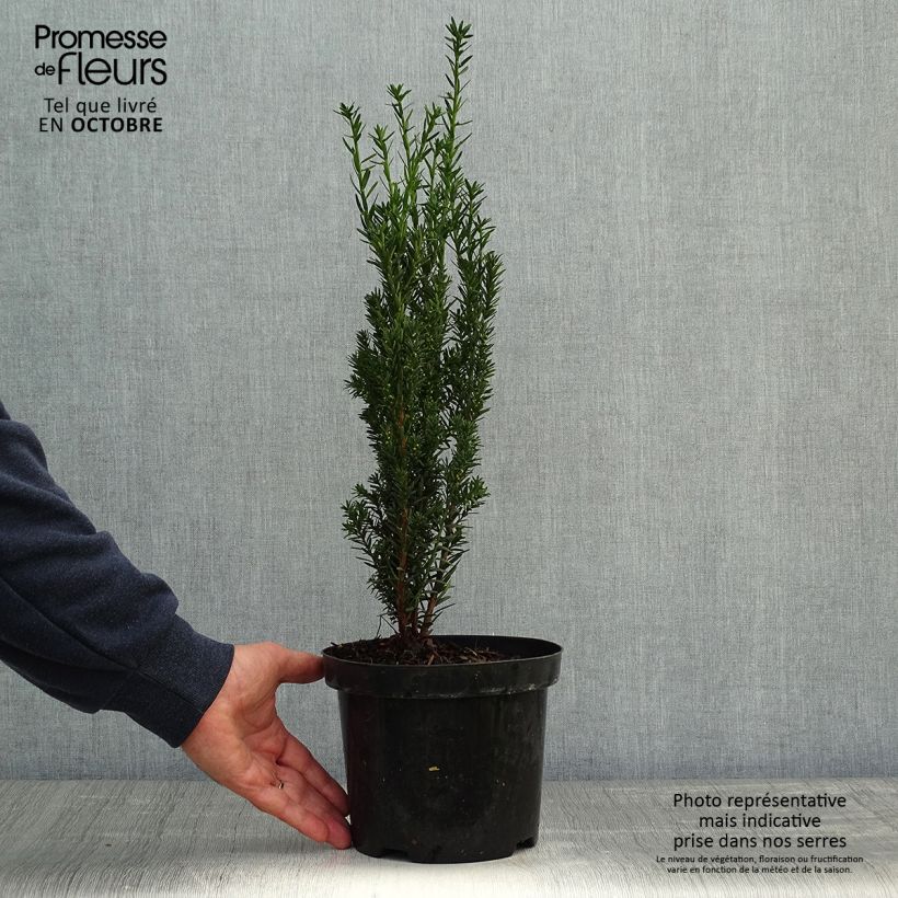 Exemplaar van Taxus media Hillii - Venijnboom Pot van 2 l/3 l zoals geleverd in de herfst