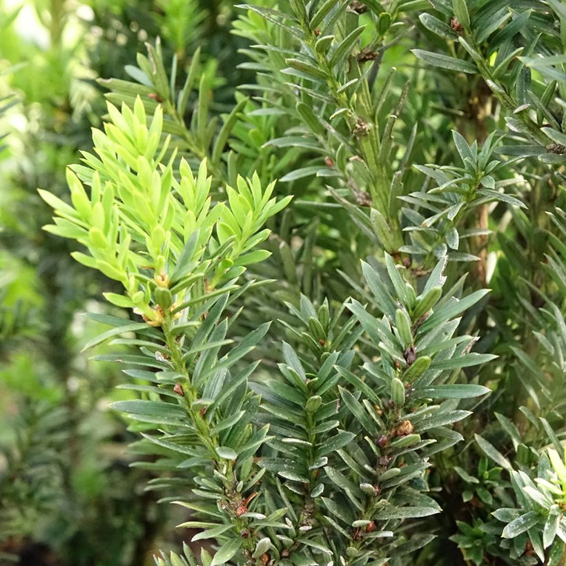 Taxus media Hillii - Venijnboom (Blad)