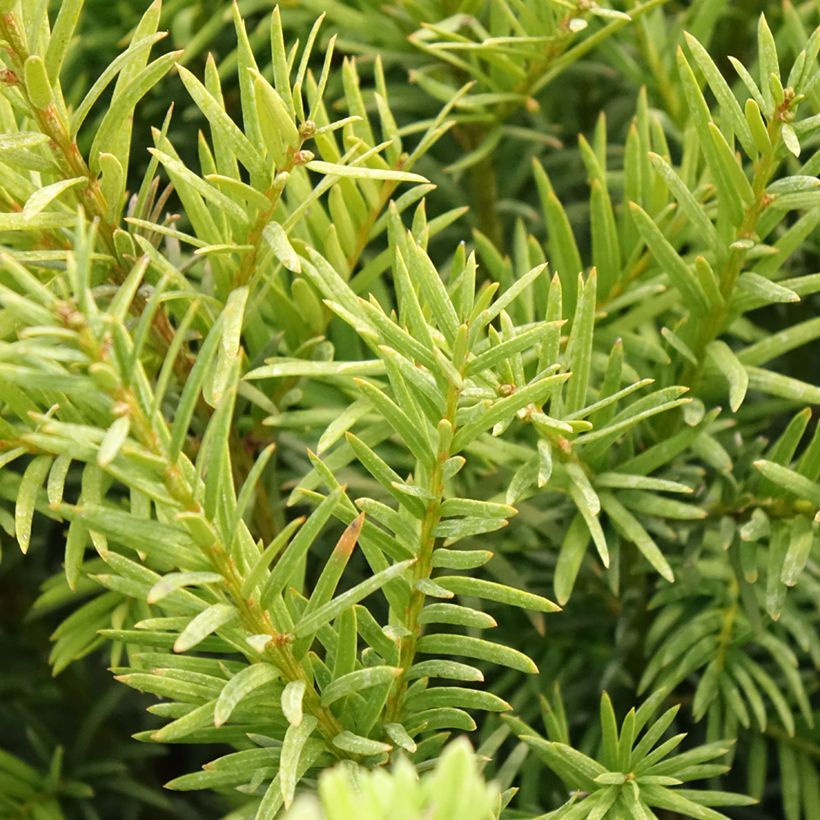 Taxus media Groenland - Venijnboom (Blad)