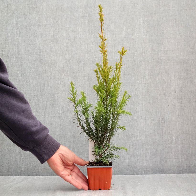 Exemplaar van Taxus media Groenland - Venijnboom Kweekpotje van 8/9 cm zoals geleverd in de herfst