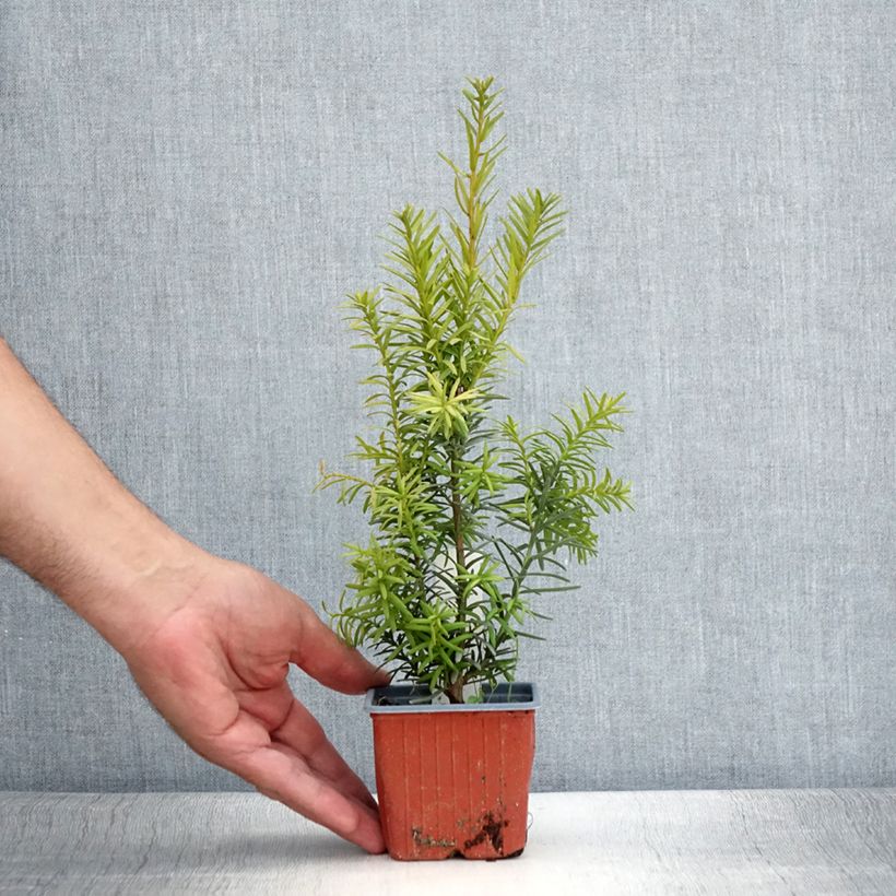 Exemplaar van Taxus media Hicksii - Venijnboom Kweekpotje van 8/9 cm zoals geleverd in de zomer