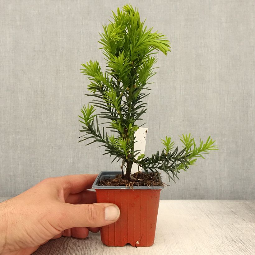 Exemplaar van Taxus media Hicksii - Venijnboom Kweekpotje van 8/9 cm zoals geleverd in de lente