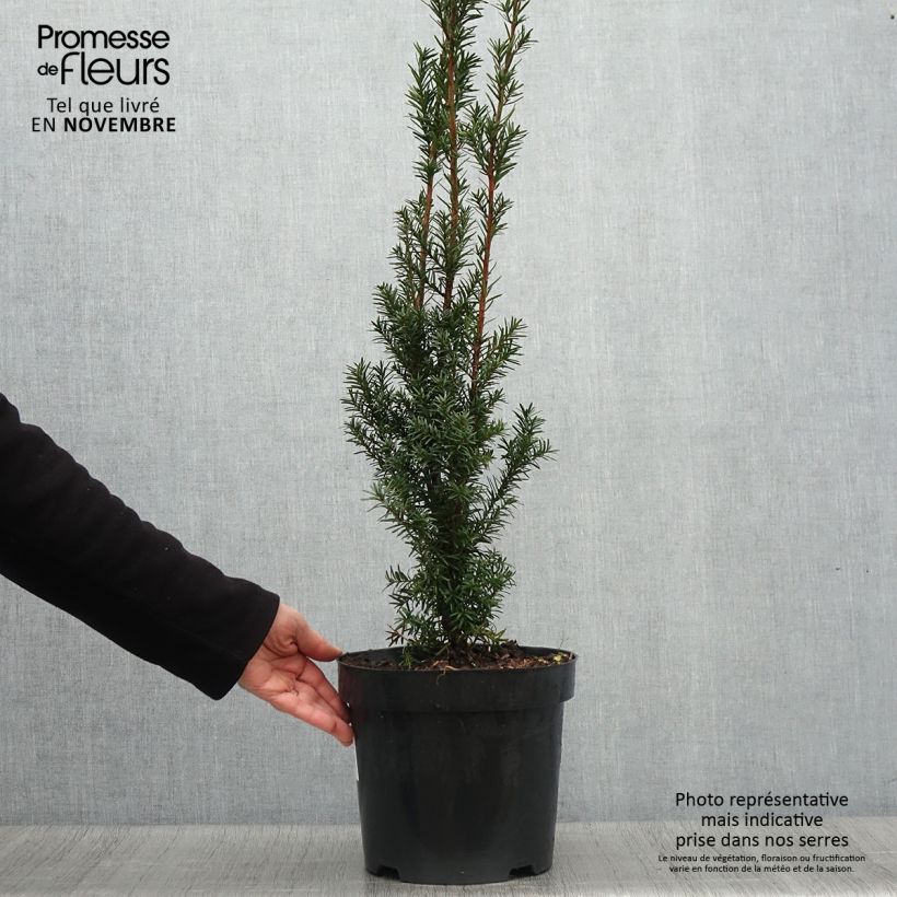 Exemplaar van Taxus media Hicksii - Venijnboom Pot van 7,5 l/10 l zoals geleverd in de herfst