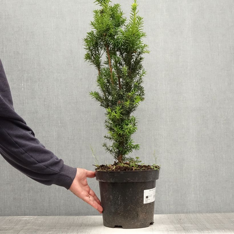 Exemplaar van Taxus media Hicksii - Venijnboom Pot van 7,5 l/10 l zoals geleverd in de zomer
