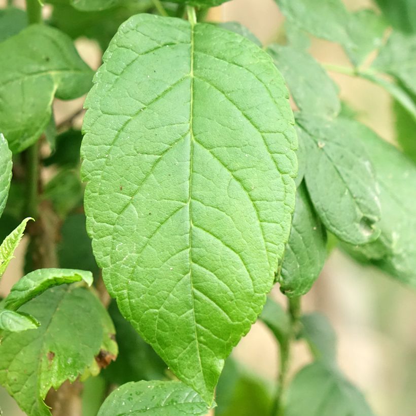 Tecoma stans - Gele bignonia (Blad)