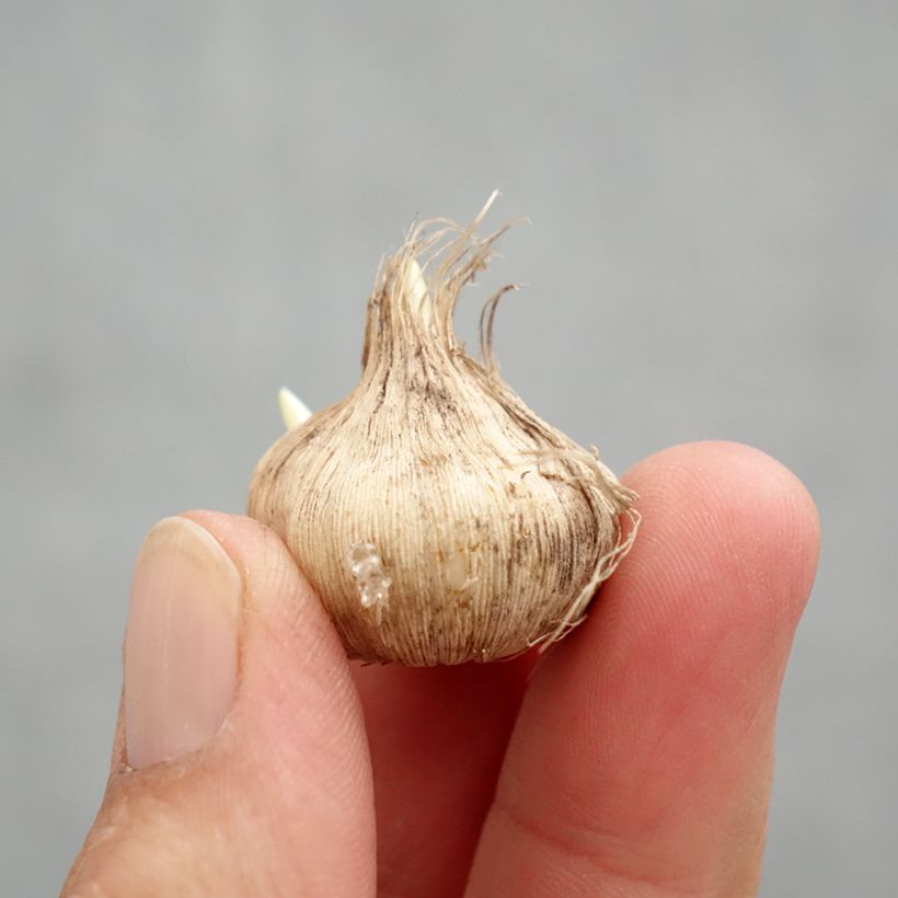 Exemplaar van Tecophilaea cyanocrocus var. leichtlinii - Chileense krokus Bol kaliber I zoals geleverd in de lente