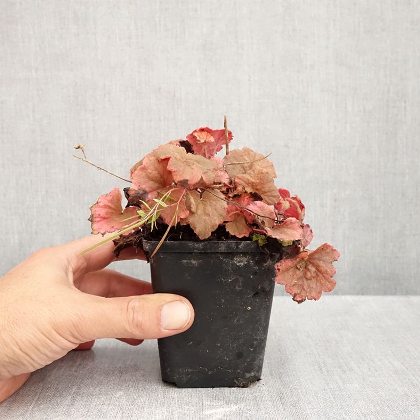 Exemplaar van Tellima grandiflora Rubra - Franjekelk Kweekpotje van 8/9 cm zoals geleverd in de herfst