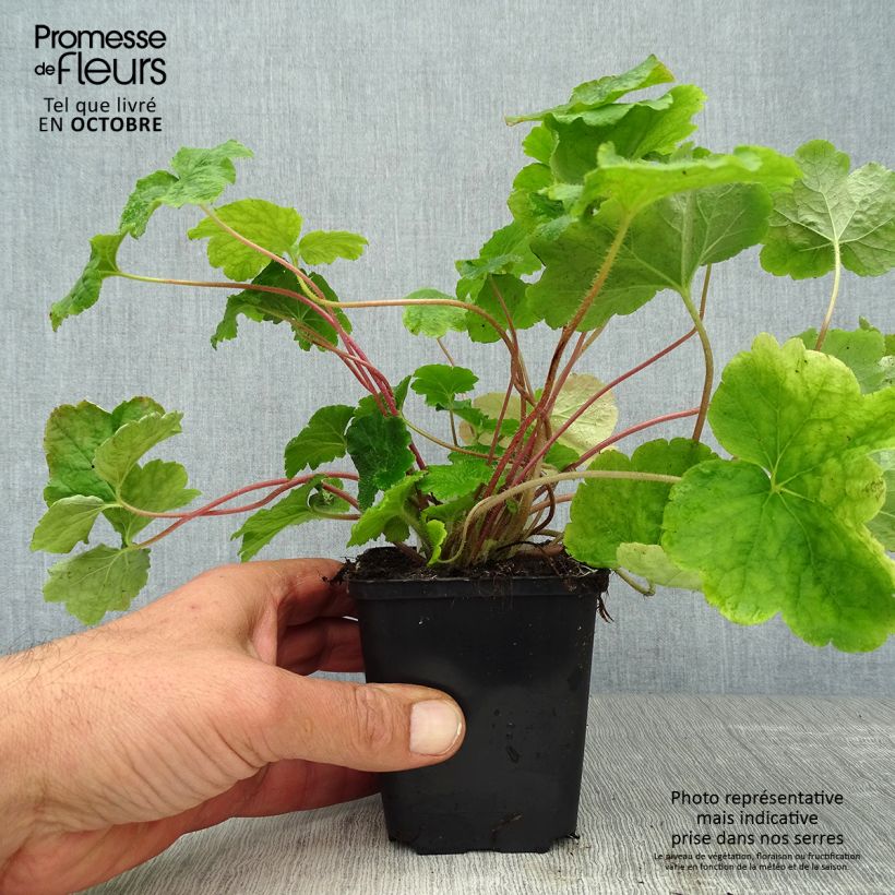 Exemplaar van Tellima grandiflora - Franjekelk Kweekpotje van 8/9 cm zoals geleverd in de herfst