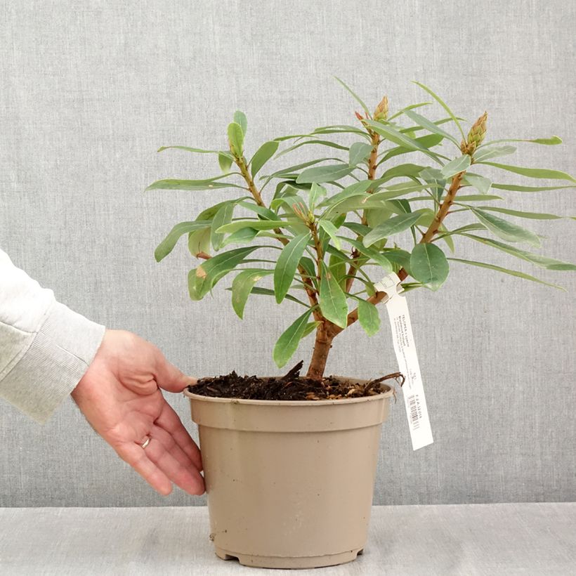 Example of Telopea Braidwood Brilliant - Waratah Pot van 4 l/5 l as you get in automne