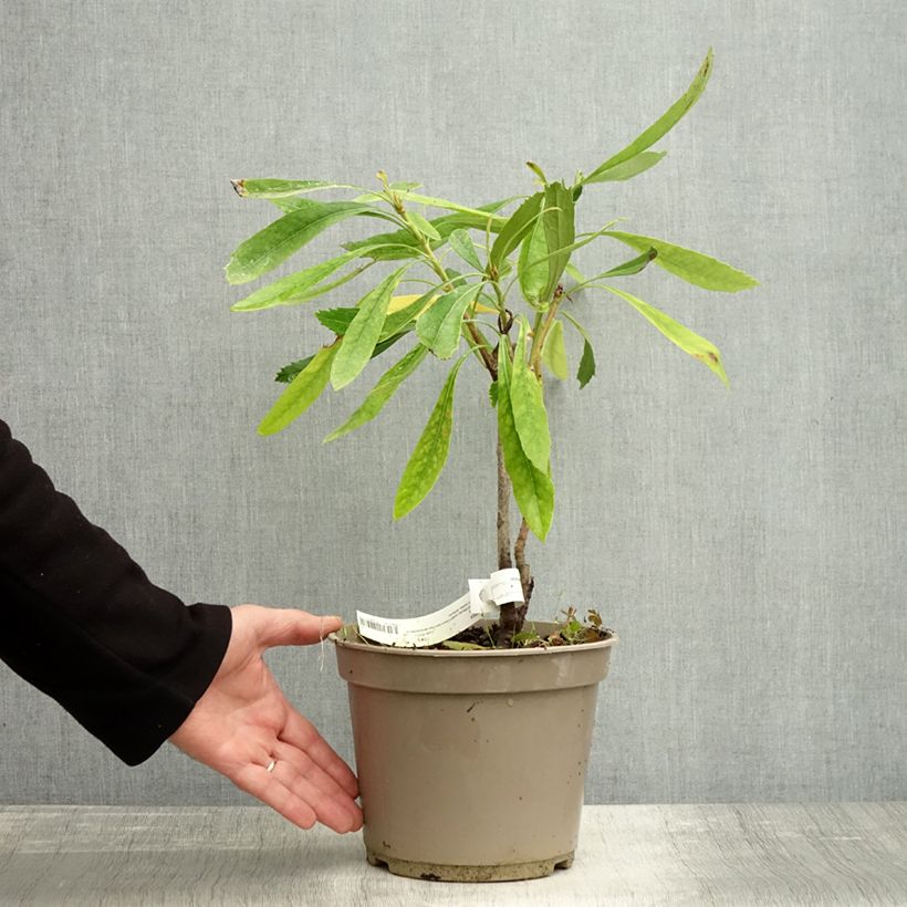 Exemplaar van Telopea speciosissima Wit - Waratah Pot van 4 l/5 l zoals geleverd in de herfst