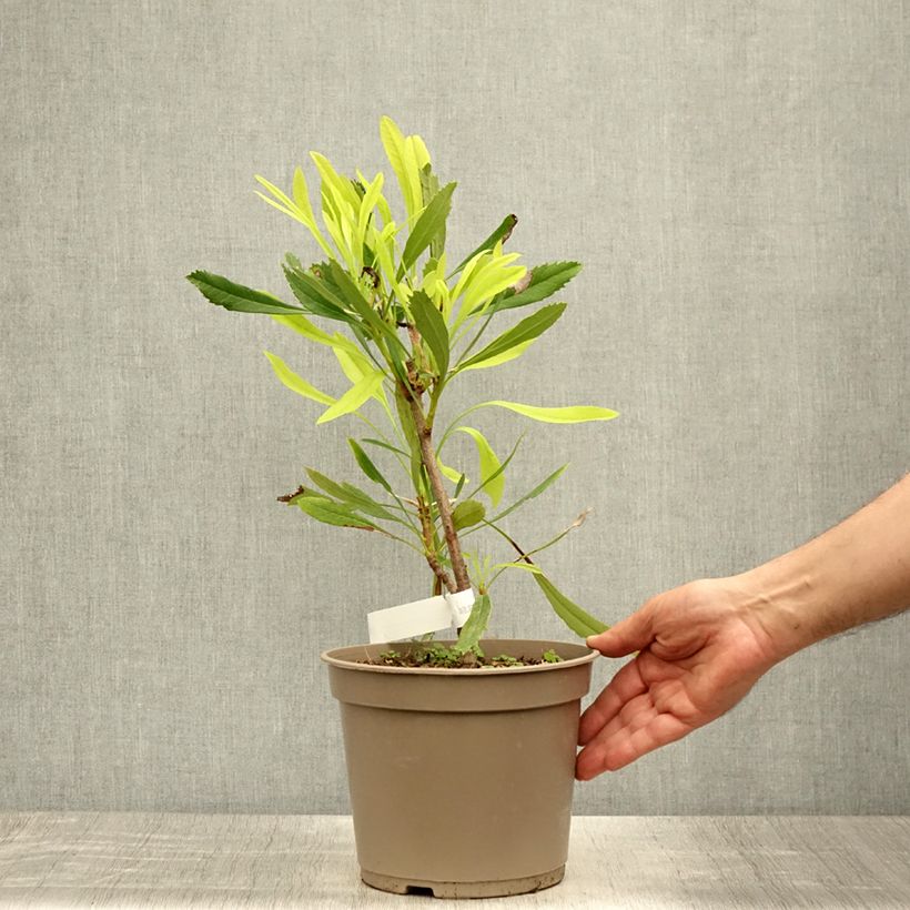 Exemplaar van Telopea speciosissima Wit - Waratah Pot van 4 l/5 l zoals geleverd in de zomer