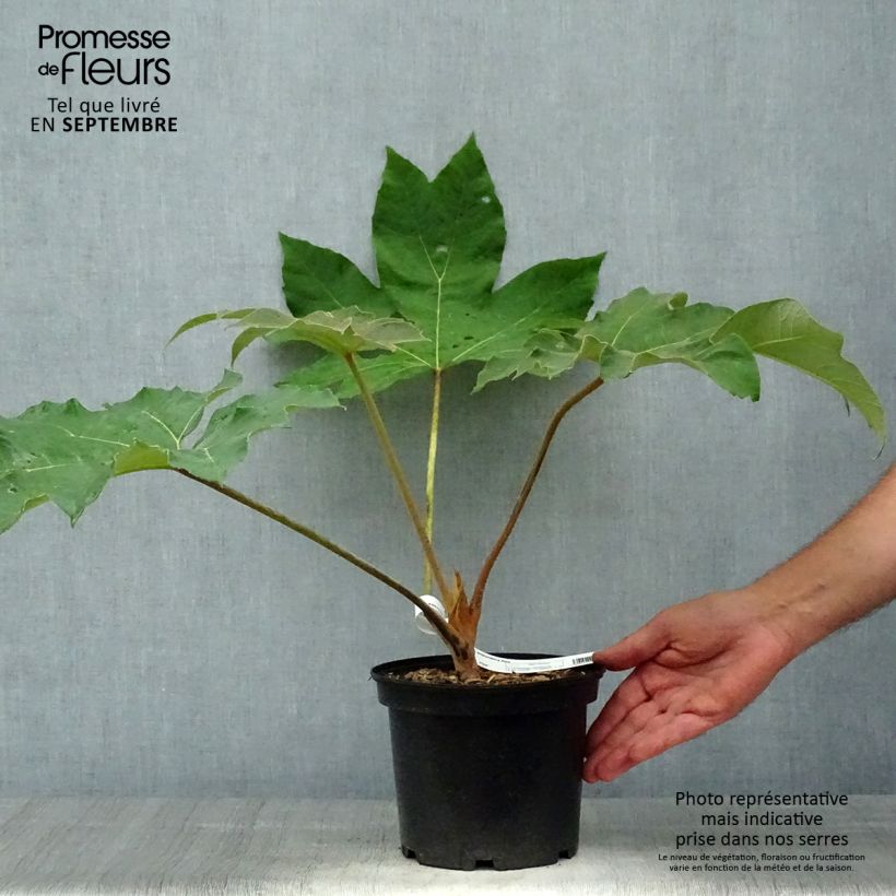 Exemplaar van Tetrapanax papyrifera Rex - Rijstpapierplant Pot van 3 l/4 l zoals geleverd in de herfst