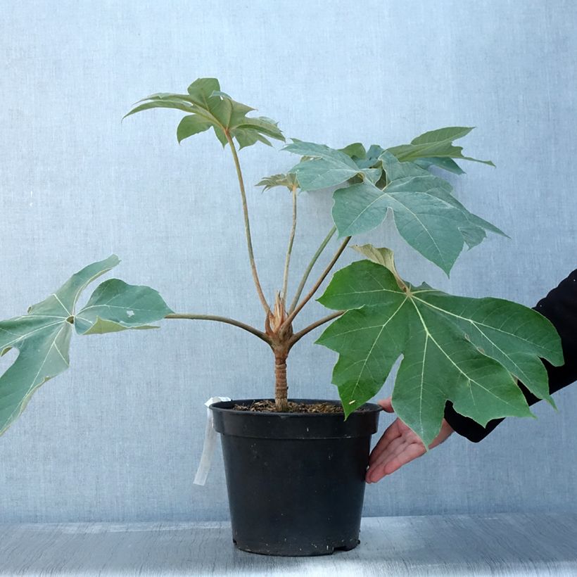 Exemplaar van Tetrapanax papyrifera Rex - Rijstpapierplant Pot van 6 l/7 l zoals geleverd in de herfst