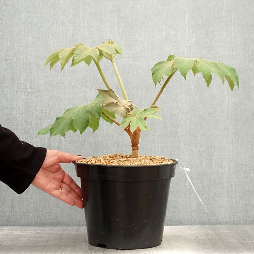 Exemplaar van Tetrapanax papyrifera Rex - Rijstpapierplant Pot van 6 l/7 l zoals geleverd in de lente