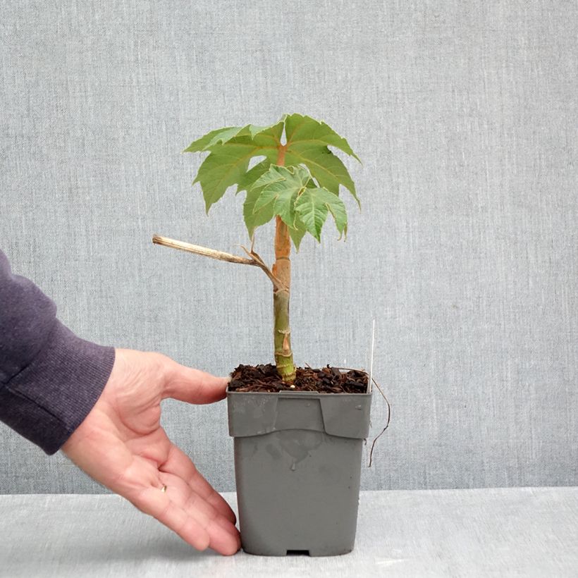 Exemplaar van Tetrapanax papyrifera Rex - Rijstpapierplant Pot van 10 cm/11 cm zoals geleverd in de herfst