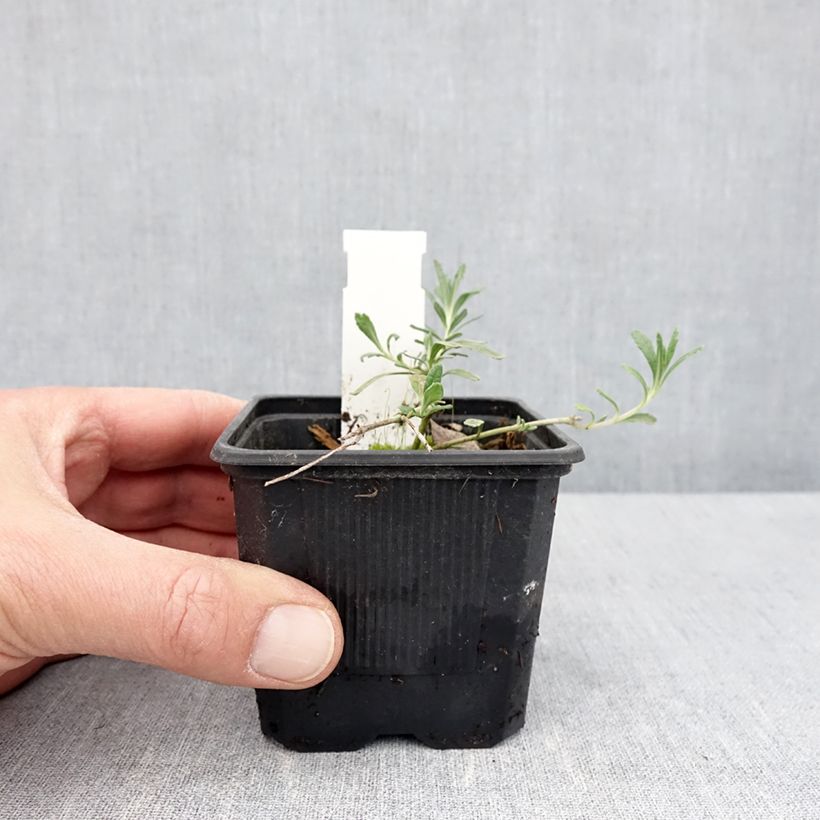 Example of Teucrium ackermanii - Gamander Kweekpotje van 8/9 cm as you get in printemps