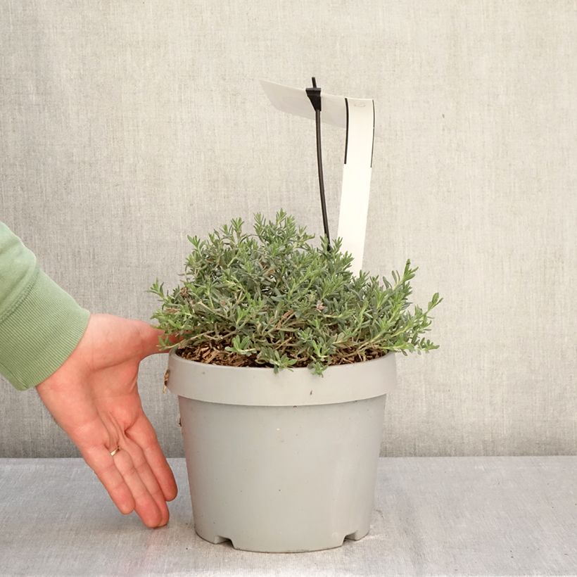 Example of Teucrium ackermanii - Gamander Pot van 3 l/4 l as you get in hiver