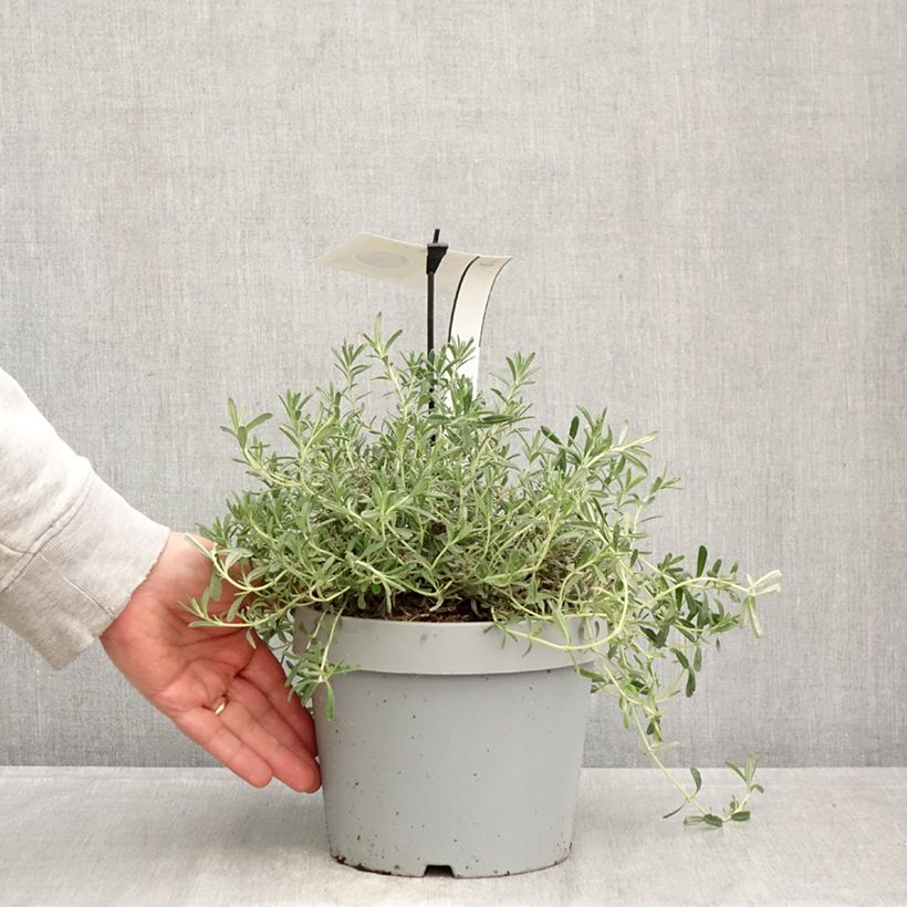 Exemplaar van Teucrium ackermanii - Gamander Pot van 3 l/4 l zoals geleverd in de lente