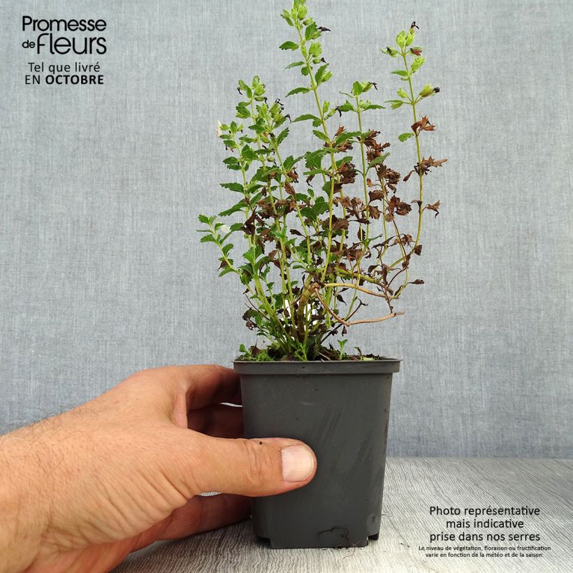 Exemplaar van Teucrium chamaedrys Alba - Echte gamander Kweekpotje van 8/9 cm zoals geleverd in de herfst
