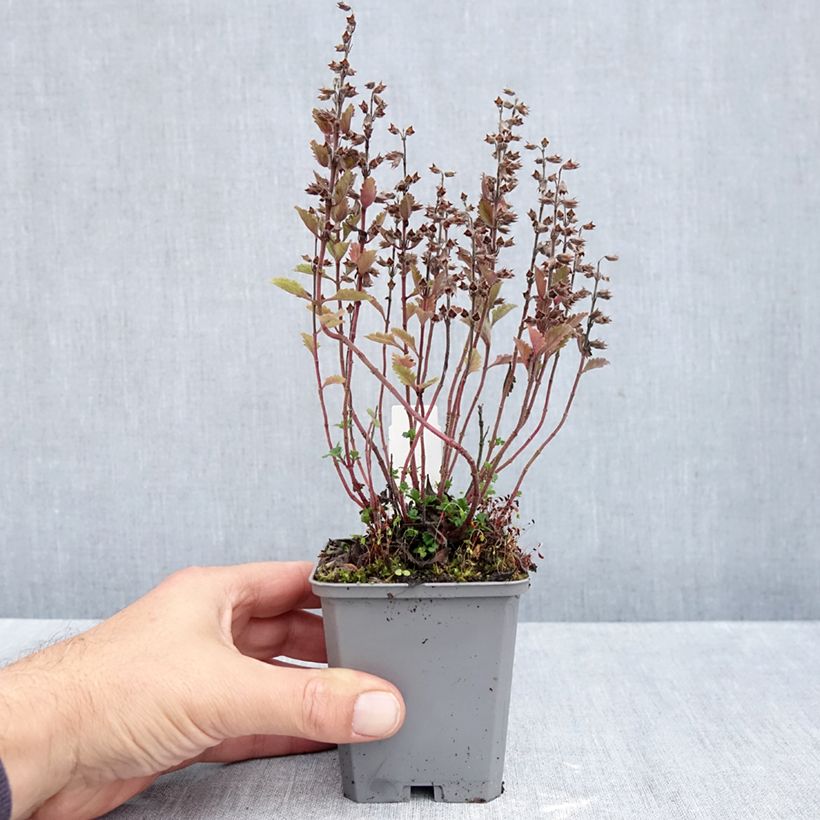 Exemplaar van Teucrium chamaedrys Wild Form - Echte gamander Kweekpotje van 8/9 cm zoals geleverd in de herfst