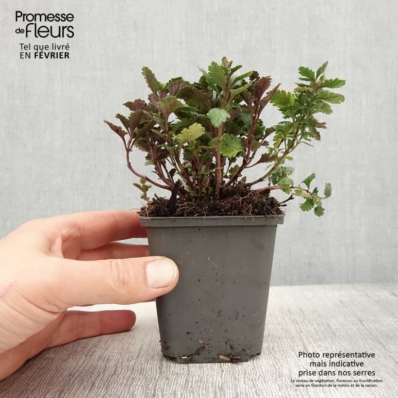 Exemplaar van Teucrium chamaedrys (wild form) - Germandrée petit-chêne Godet de 8/9 cm zoals geleverd in de winter