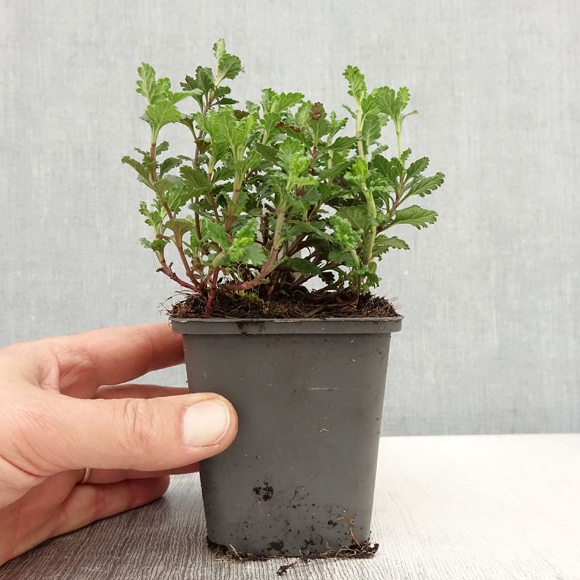 Exemplaar van Teucrium chamaedrys Wild Form - Echte gamander Kweekpotje van 8/9 cm zoals geleverd in de lente