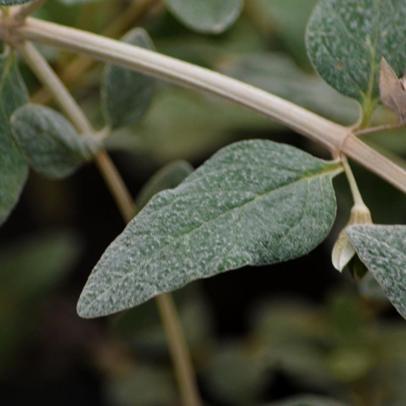 Teucrium fruticans Azureum - Gamander (Foliage)