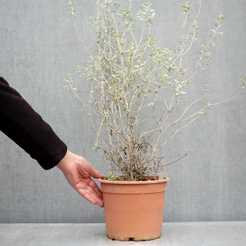 Example of Teucrium fruticans Azureum - Gamander Pot van 4 l/5 l as you get in hiver