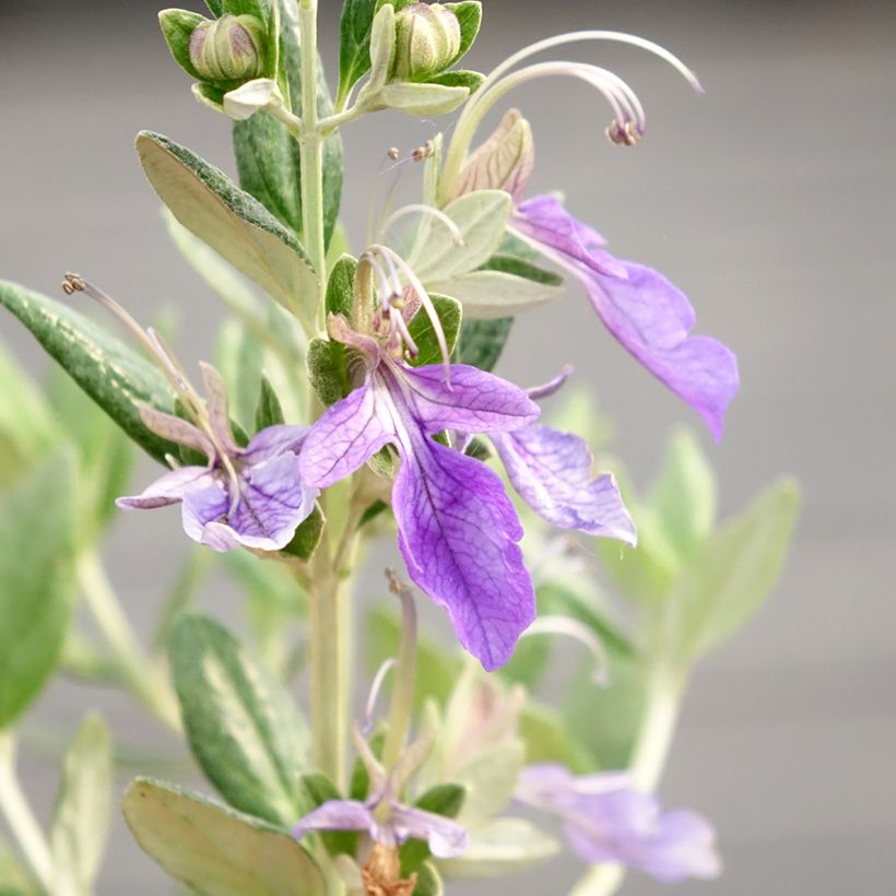 Teucrium fruticans Selection Erecta - Gamander (Bloei)