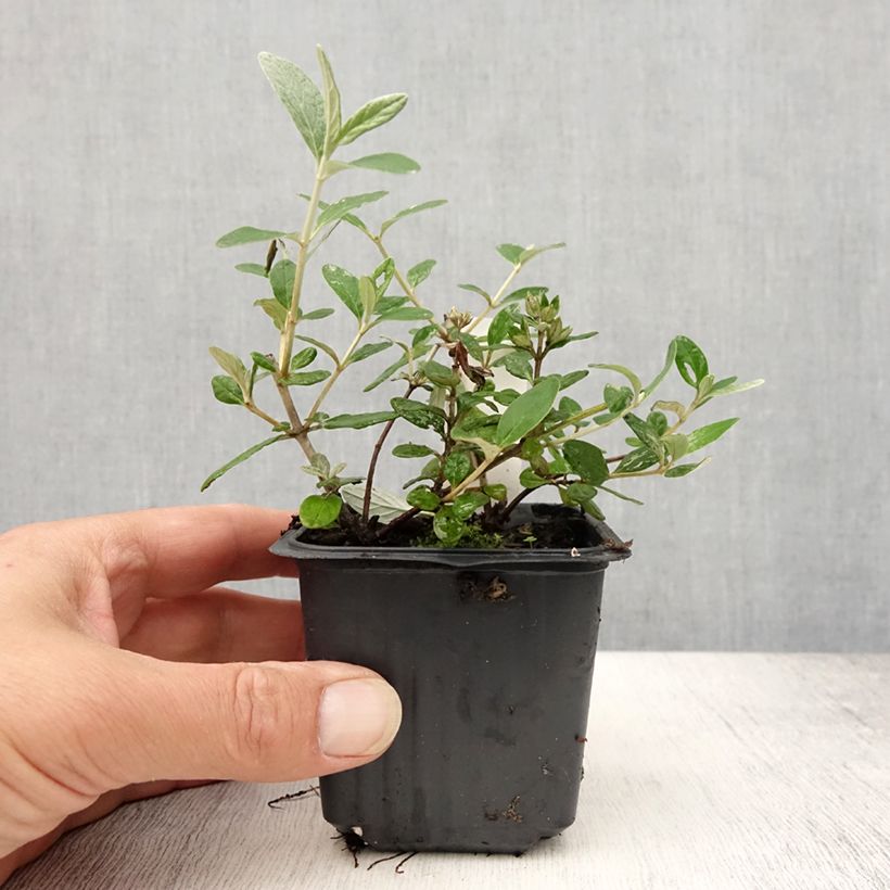 Exemplaar van Teucrium fruticans Selection Erecta - Gamander Kweekpotje van 8/9 cm zoals geleverd in de zomer