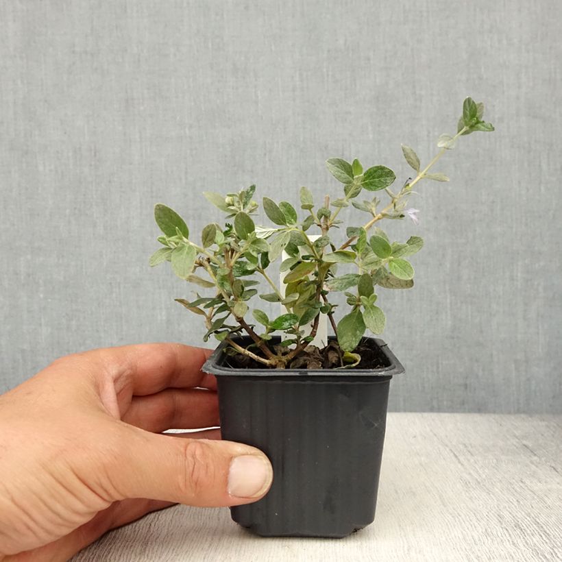 Example of Teucrium fruticans Selection Erecta - Gamander Kweekpotje van 8/9 cm as you get in printemps