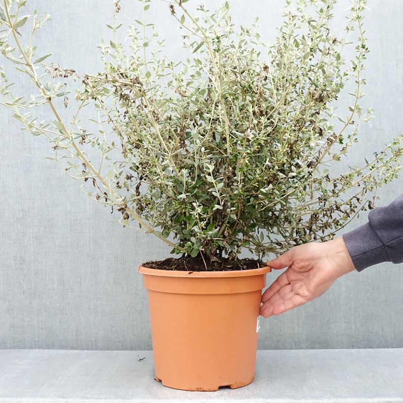 Example of Teucrium fruticans Selection Erecta - Gamander Pot van 7,5 l/10 l as you get in printemps