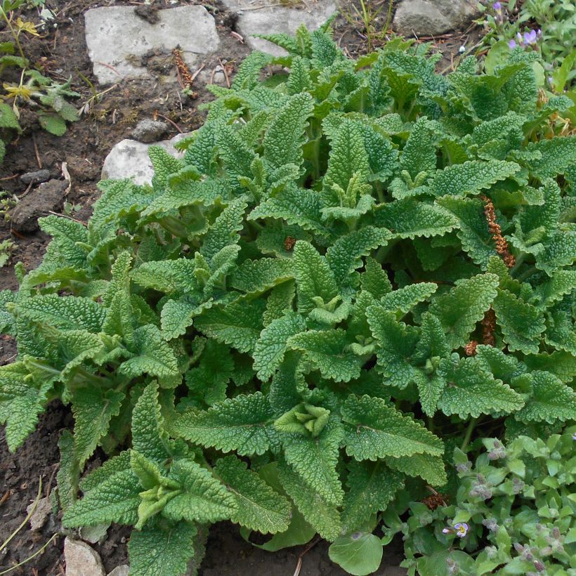 Teucrium hircanicum - Gamander (Blad)