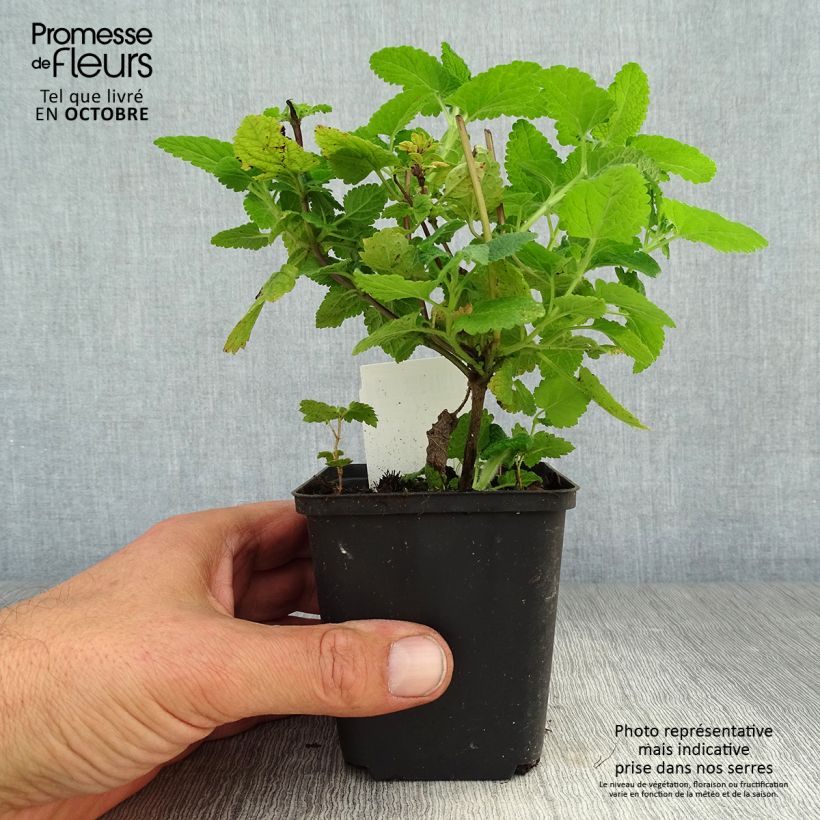 Exemplaar van Teucrium hircanicum - Gamander Kweekpotje van 8/9 cm zoals geleverd in de herfst