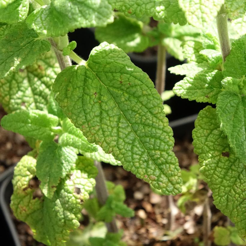 Teucrium hircanicum Paradise Delight - Gamander (Blad)
