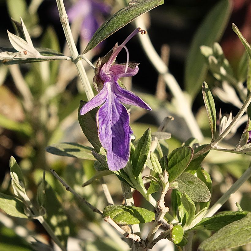 Teucrium fruticans Indyho - Gamander (Bloei)