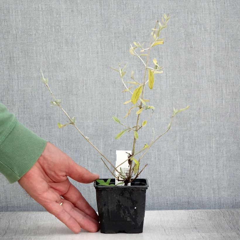 Exemplaar van Teucrium fruticans Indyho - Gamander Kweekpotje van 8/9 cm zoals geleverd in de zomer