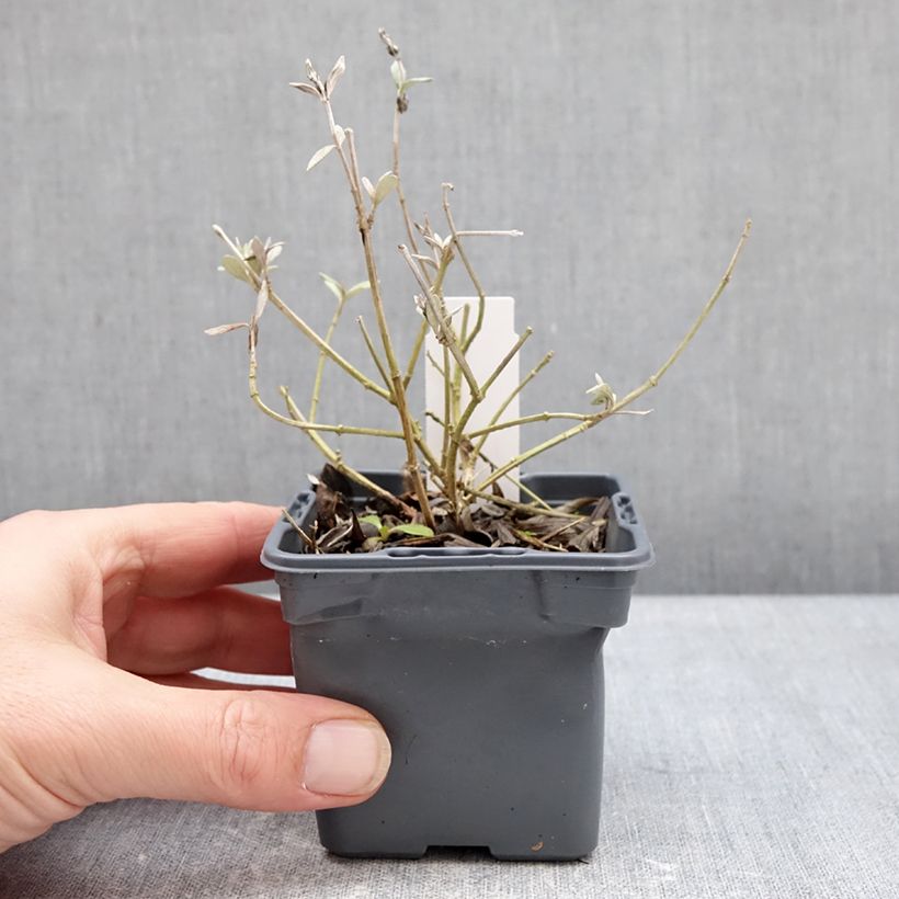 Exemplaar van Teucrium fruticans Indyho - Gamander Kweekpotje van 8/9 cm zoals geleverd in de winter