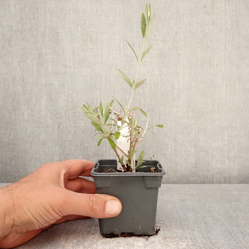Exemplaar van Teucrium fruticans Indyho - Gamander Kweekpotje van 8/9 cm zoals geleverd in de lente