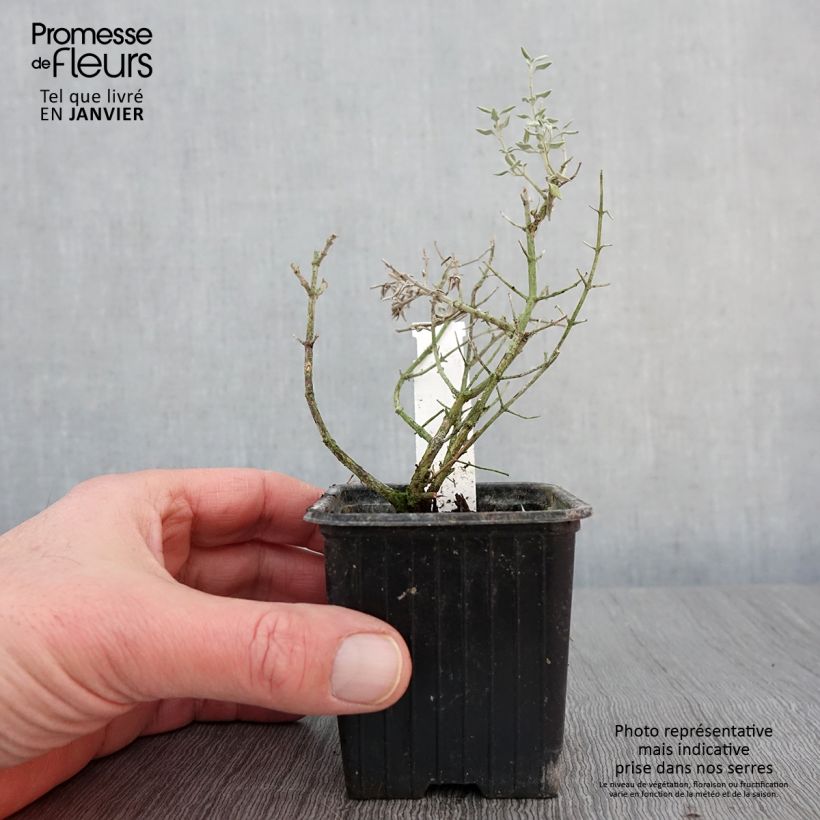 Exemplaar van Teucrium marum - Amberkruid Kweekpotje van 8/9 cm zoals geleverd in de winter