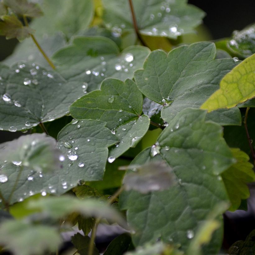 Thalictrum actaeifolium Perfume Star - Ruit (Blad)